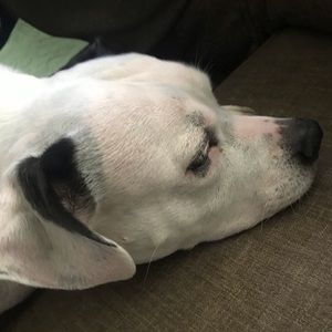 Meet your Posher, Angelo